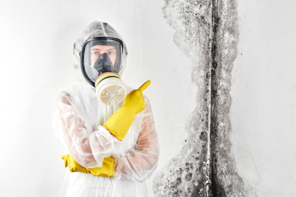 Best Water Damage & Mold Remediation  in Sterling, AK