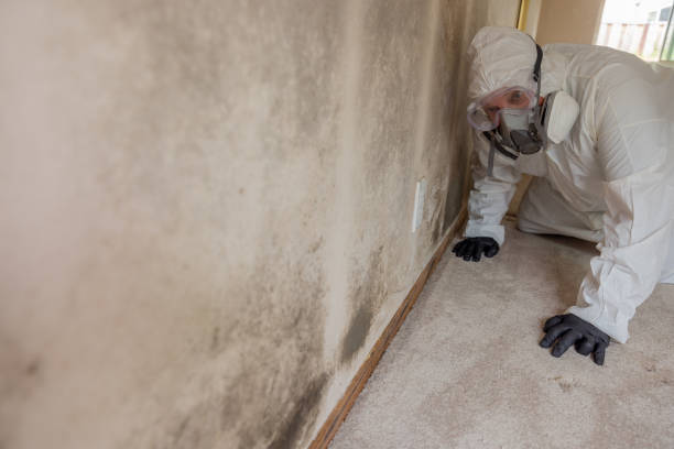 Best Attic Mold Removal  in Sterling, AK